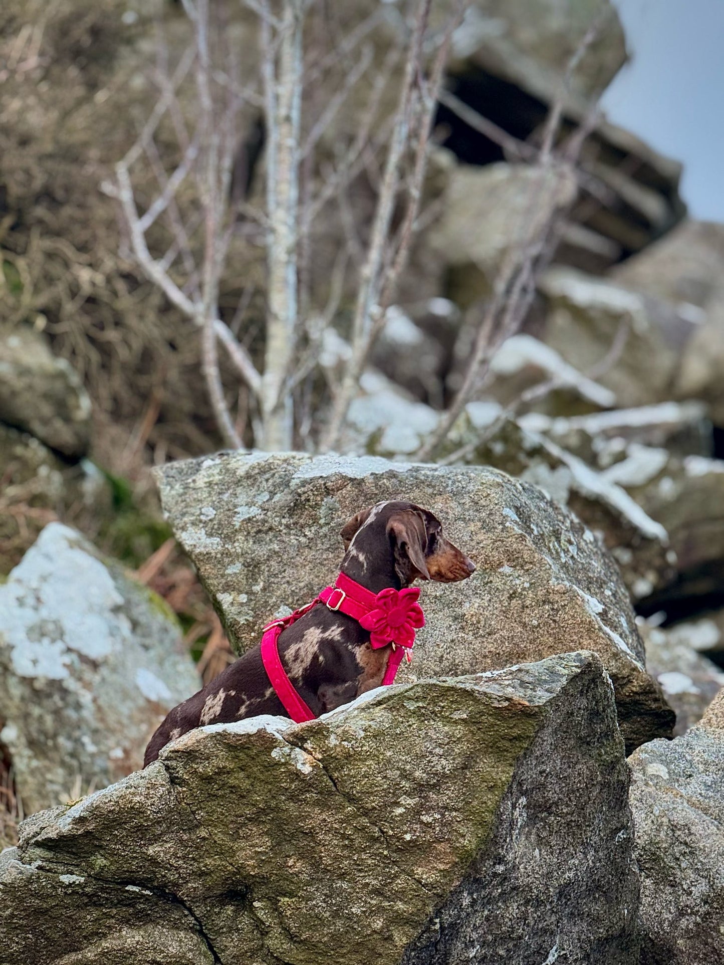 Red Velvet Hearts Harness - Collar Sold Separately