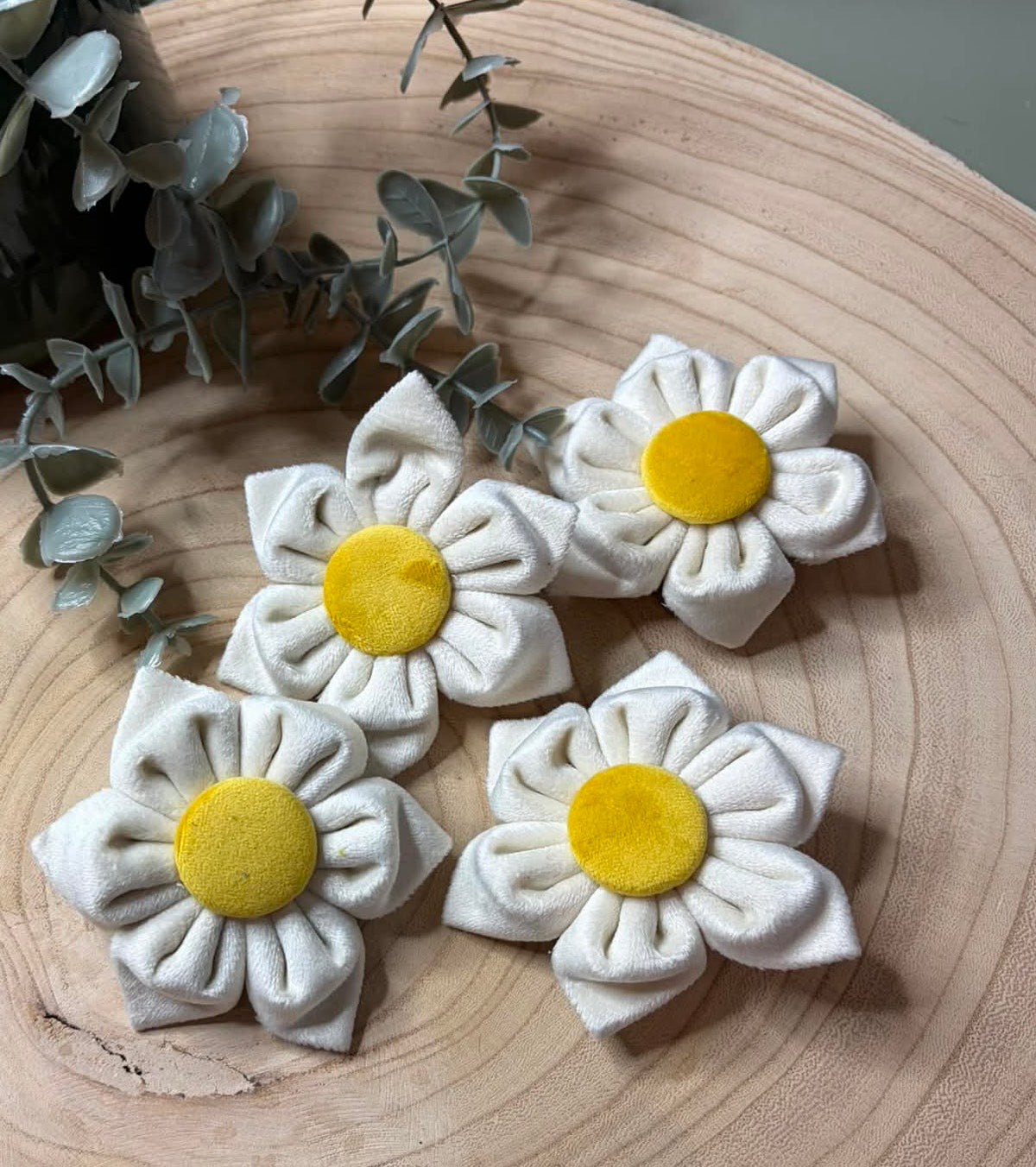 Daisy Flower