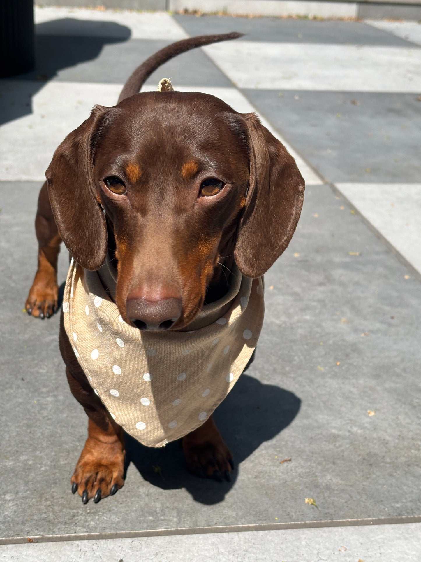 Beige Spot Bandana