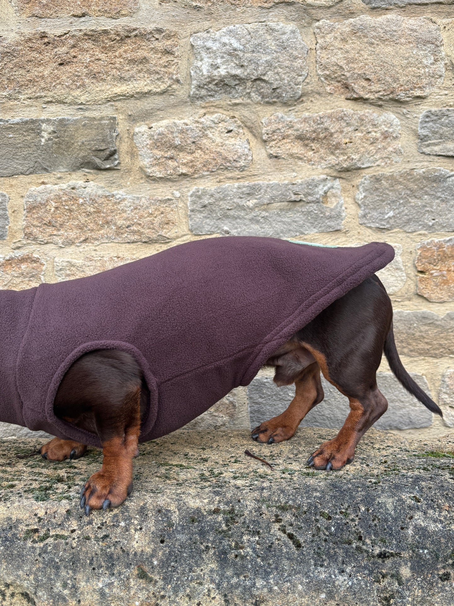 Chocolate Dachshund Fleece
