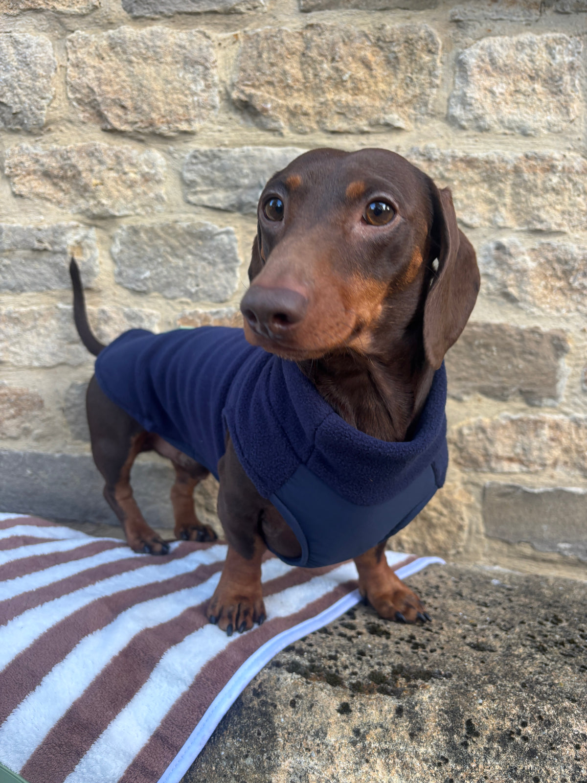 Navy Waterproof Belly Dachshund Fleece