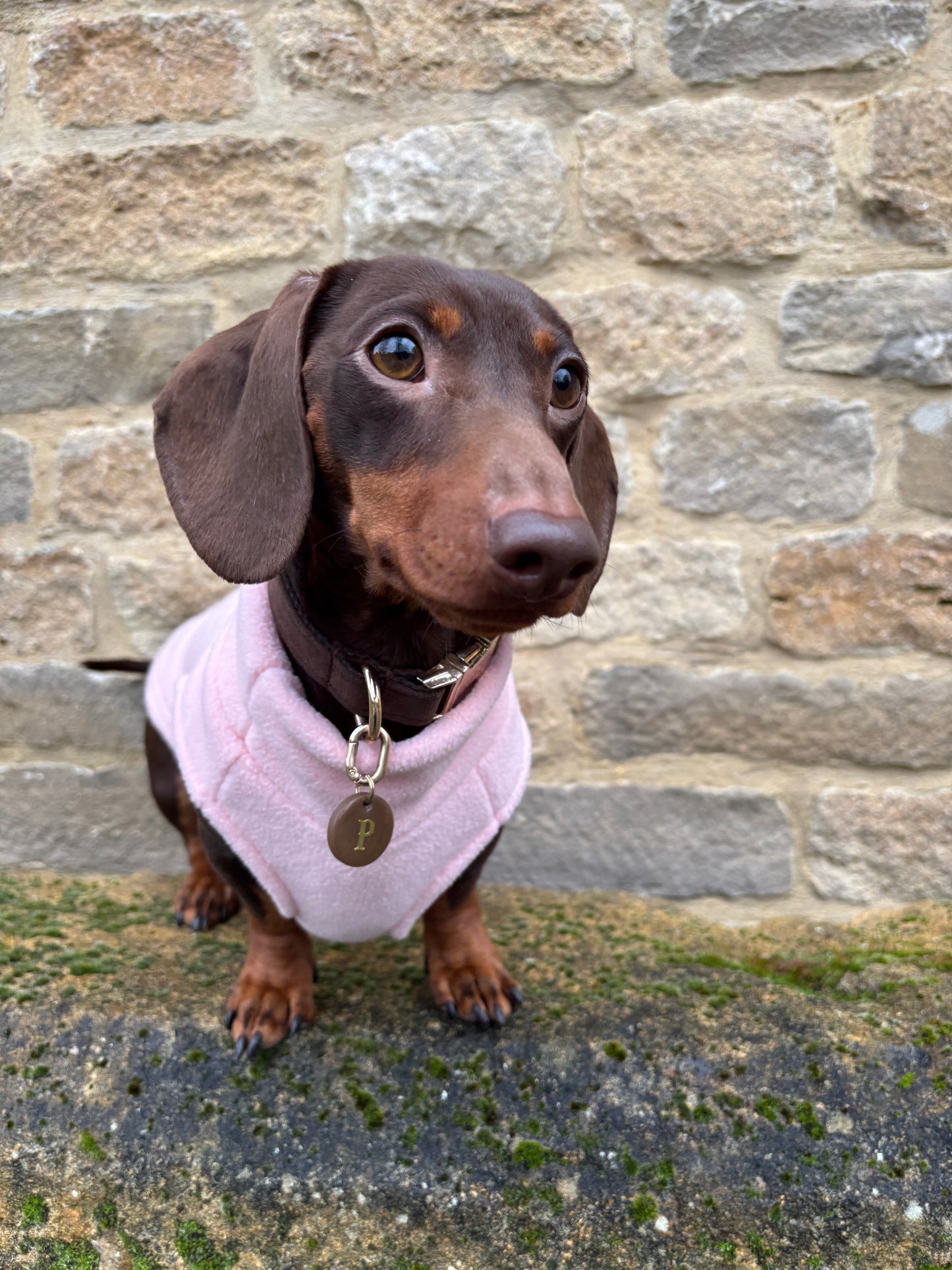 Baby Pink Dachshund Fleece