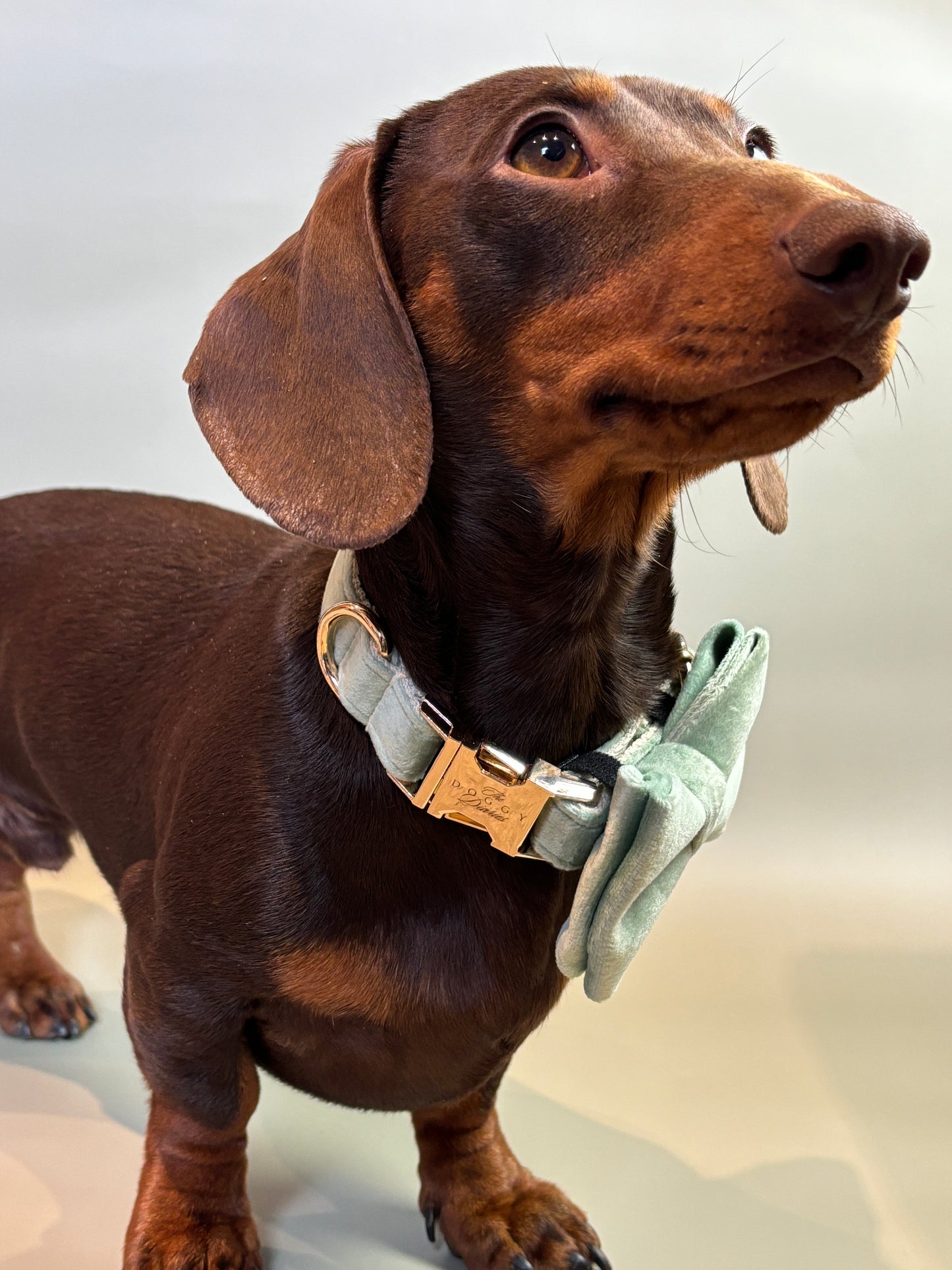Timeless Sage Velvet Collar