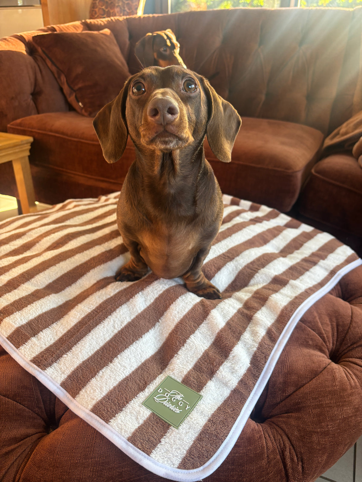 Microfibre Dog Towel
