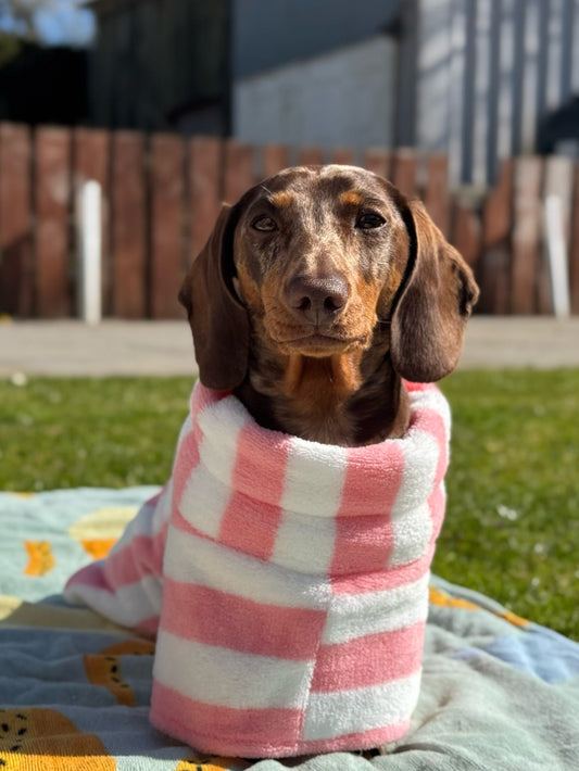 The Beach Club Drying Dog Robe - Pink Stripe