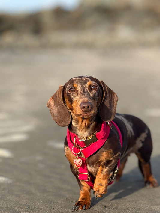 Red Velvet Hearts Harness - Collar Sold Separately