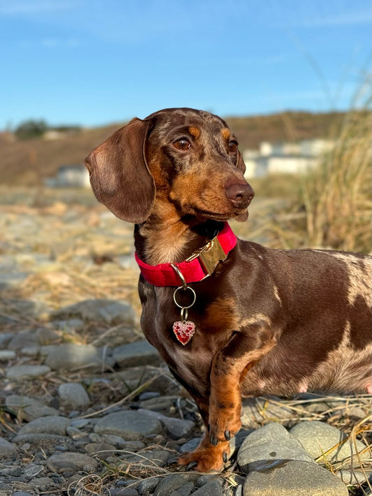 Red Velvet Hearts Collar