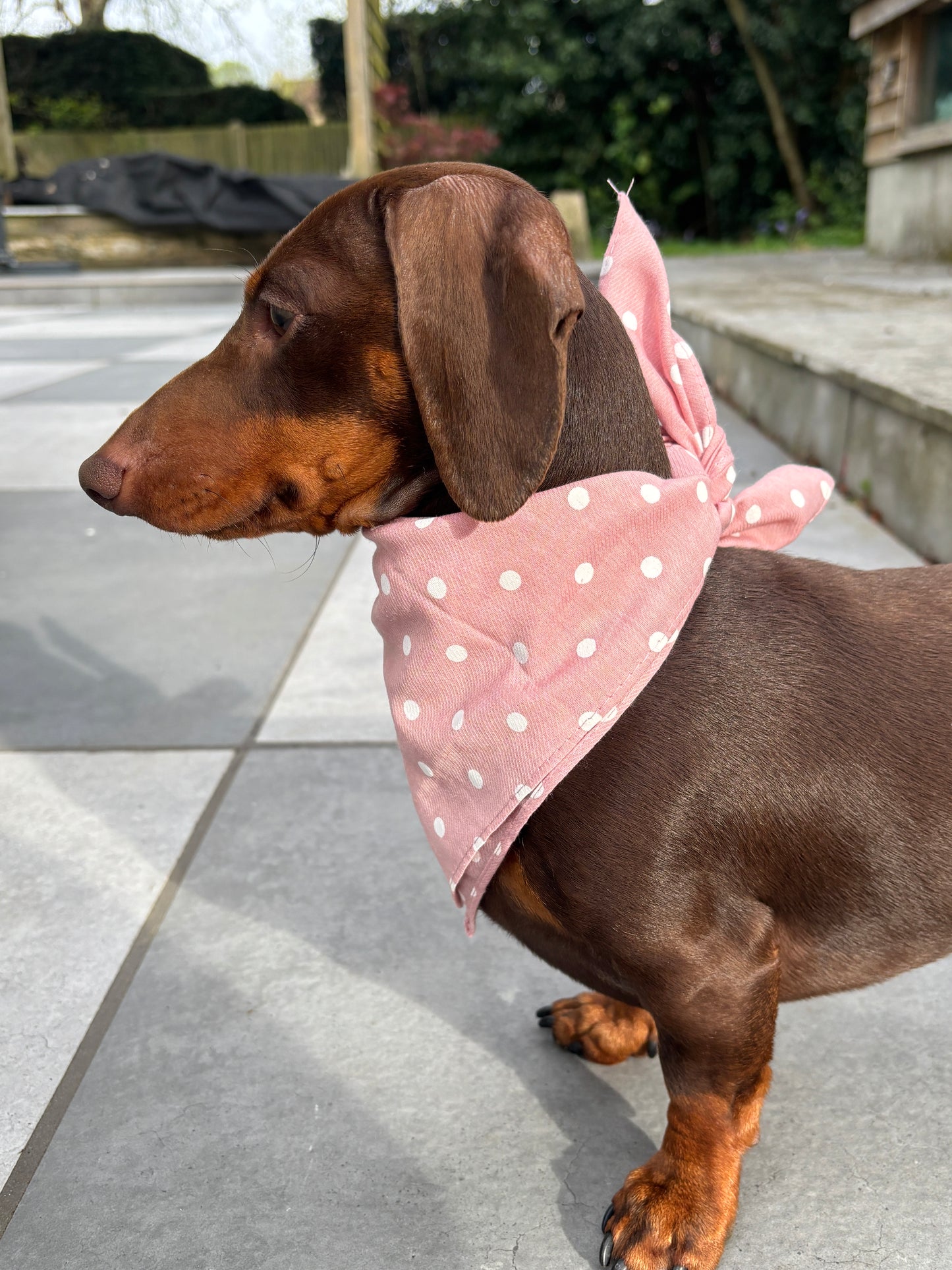 Pink Spot Bandana