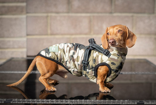 2026 Camouflage Dachshund Harness Coat