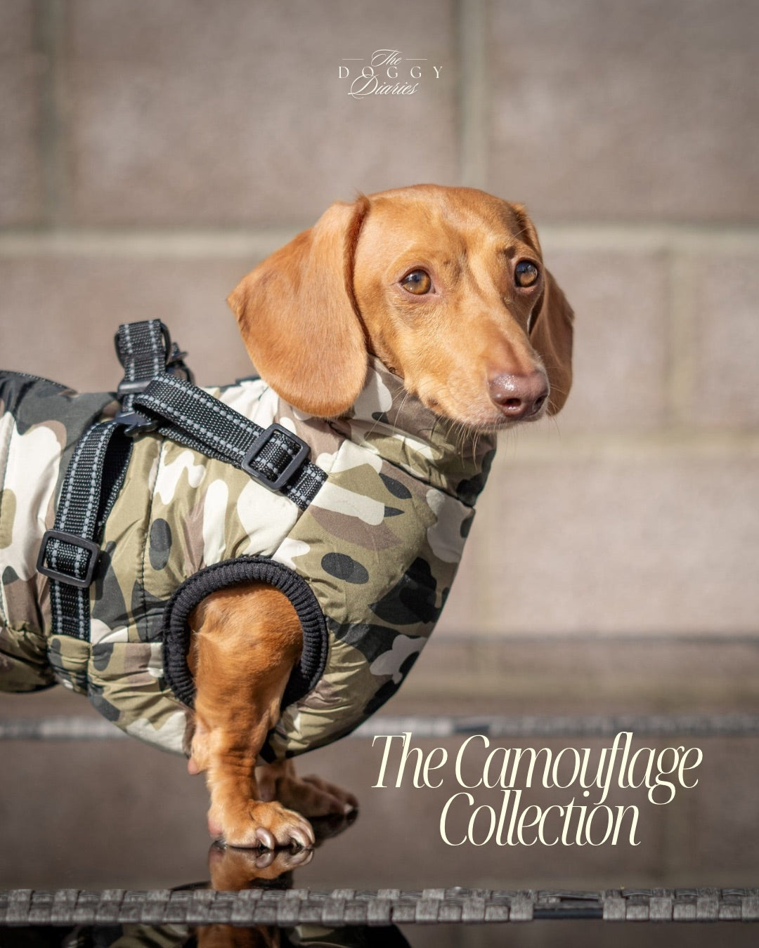 2026 Camouflage Dachshund Harness Coat