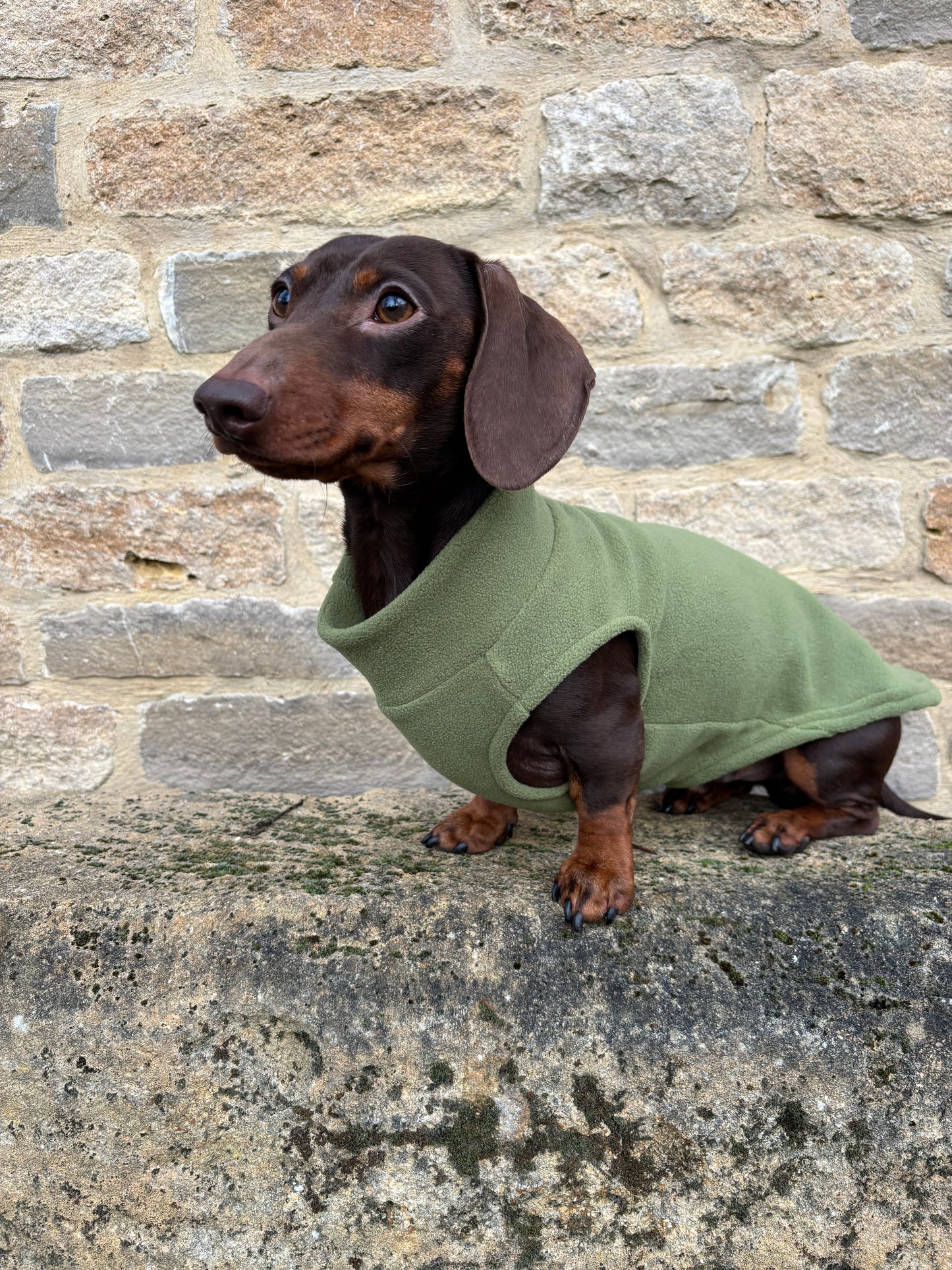 Olive Dachshund Fleece