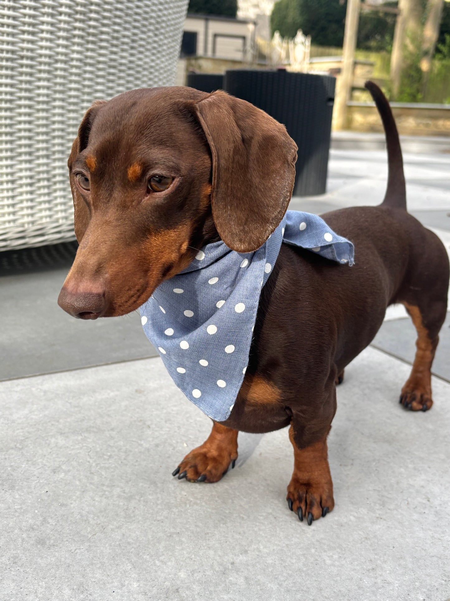 Blue Spot Bandana