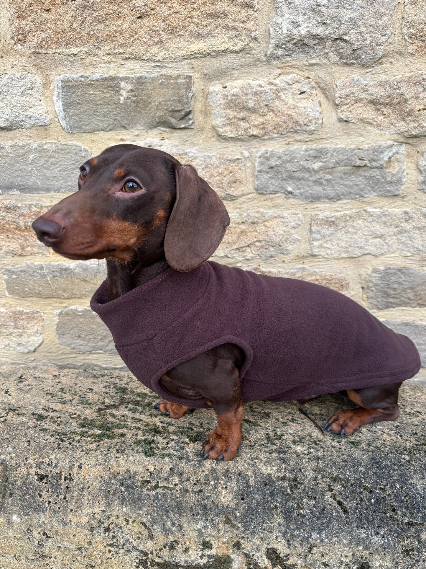 Chocolate Dachshund Fleece