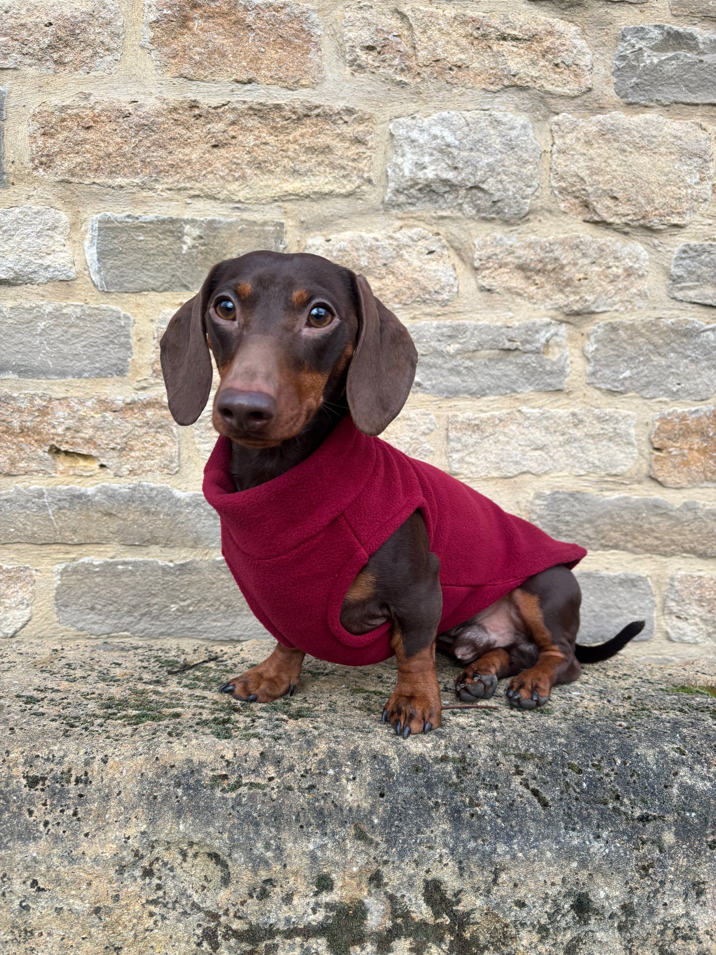 Merlot Dachshund Fleece