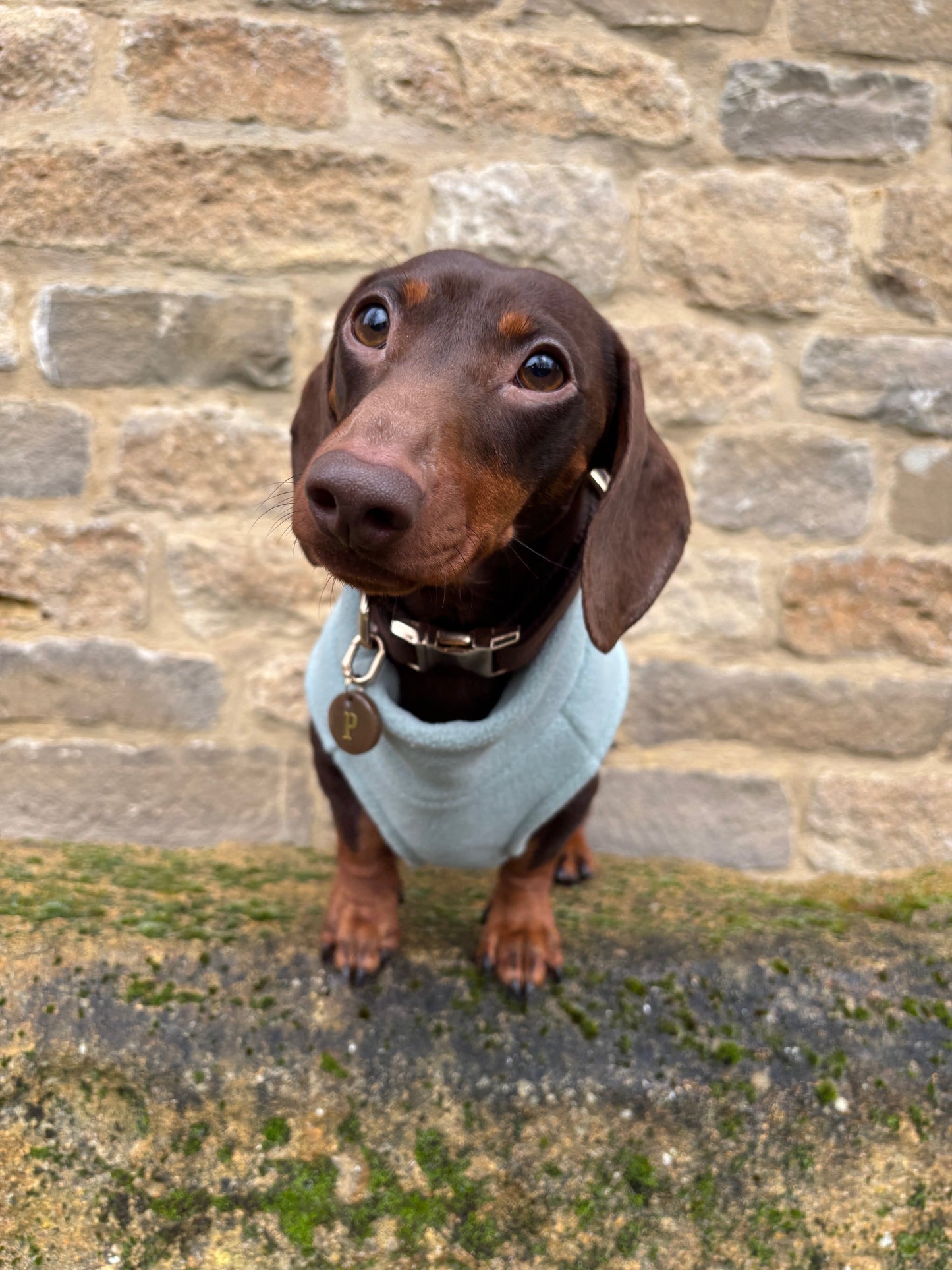 Duck Egg Dachshund Fleece
