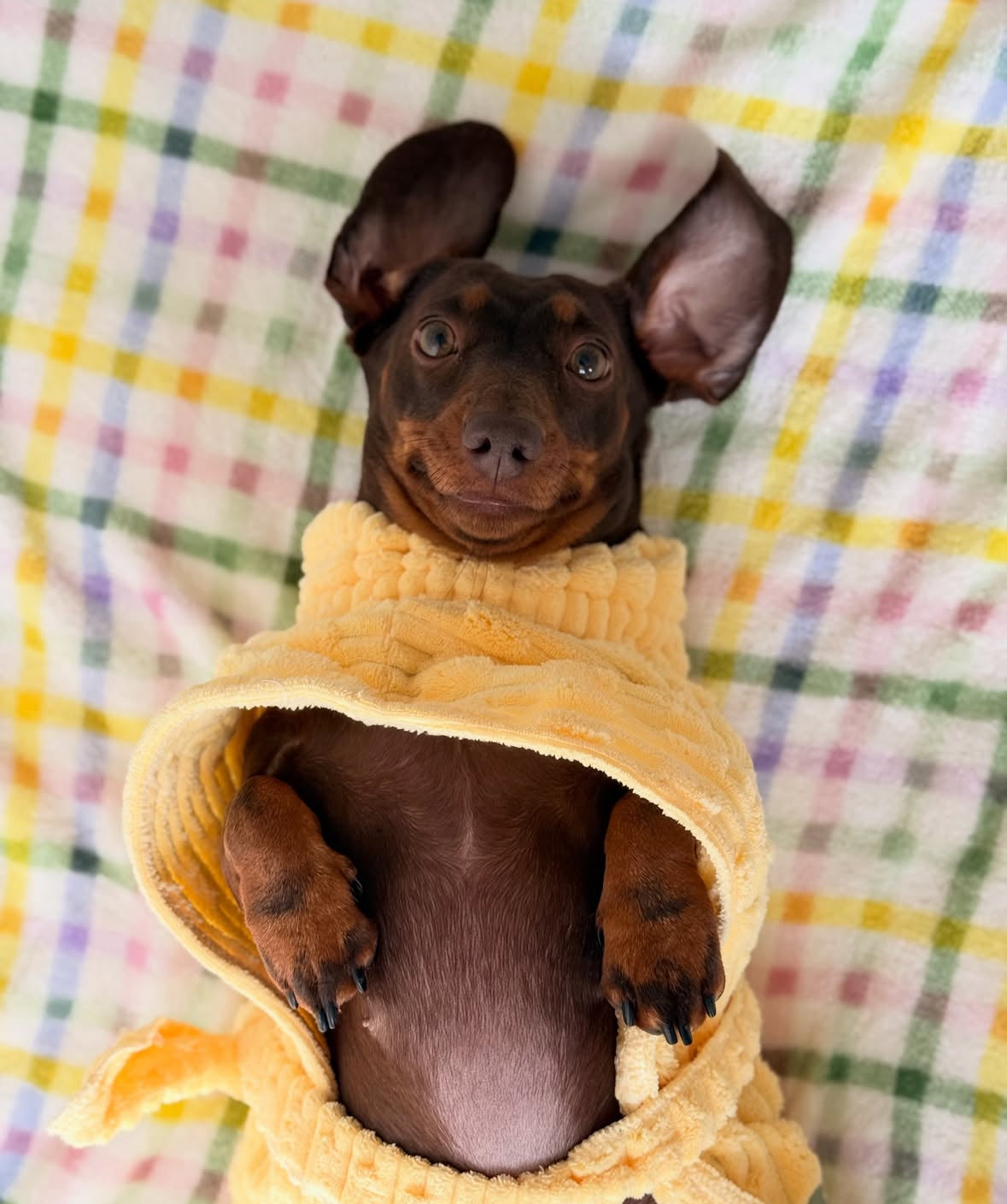 The Beach Club Drying Dog Robe - Yellow