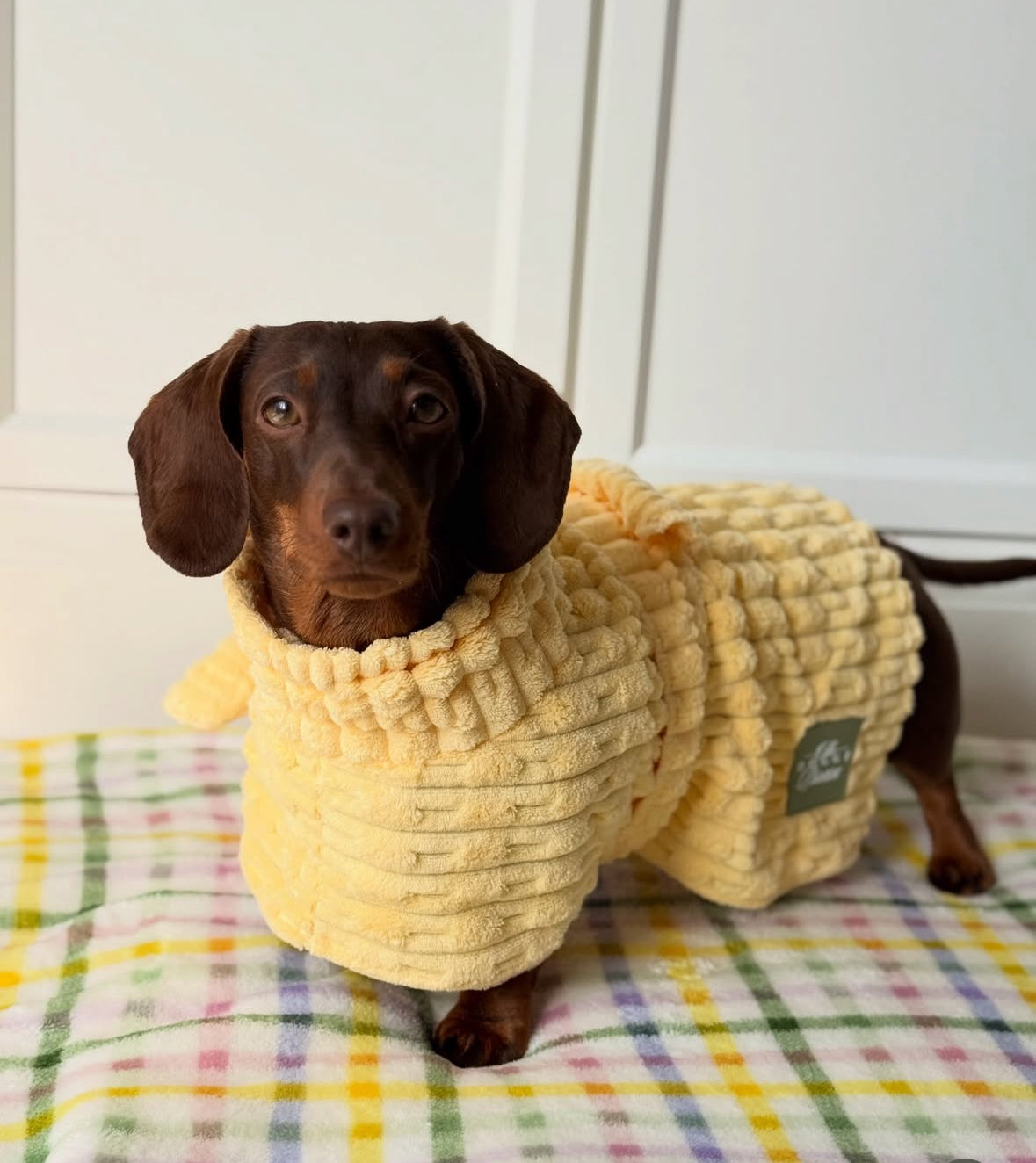 The Beach Club Drying Dog Robe - Yellow