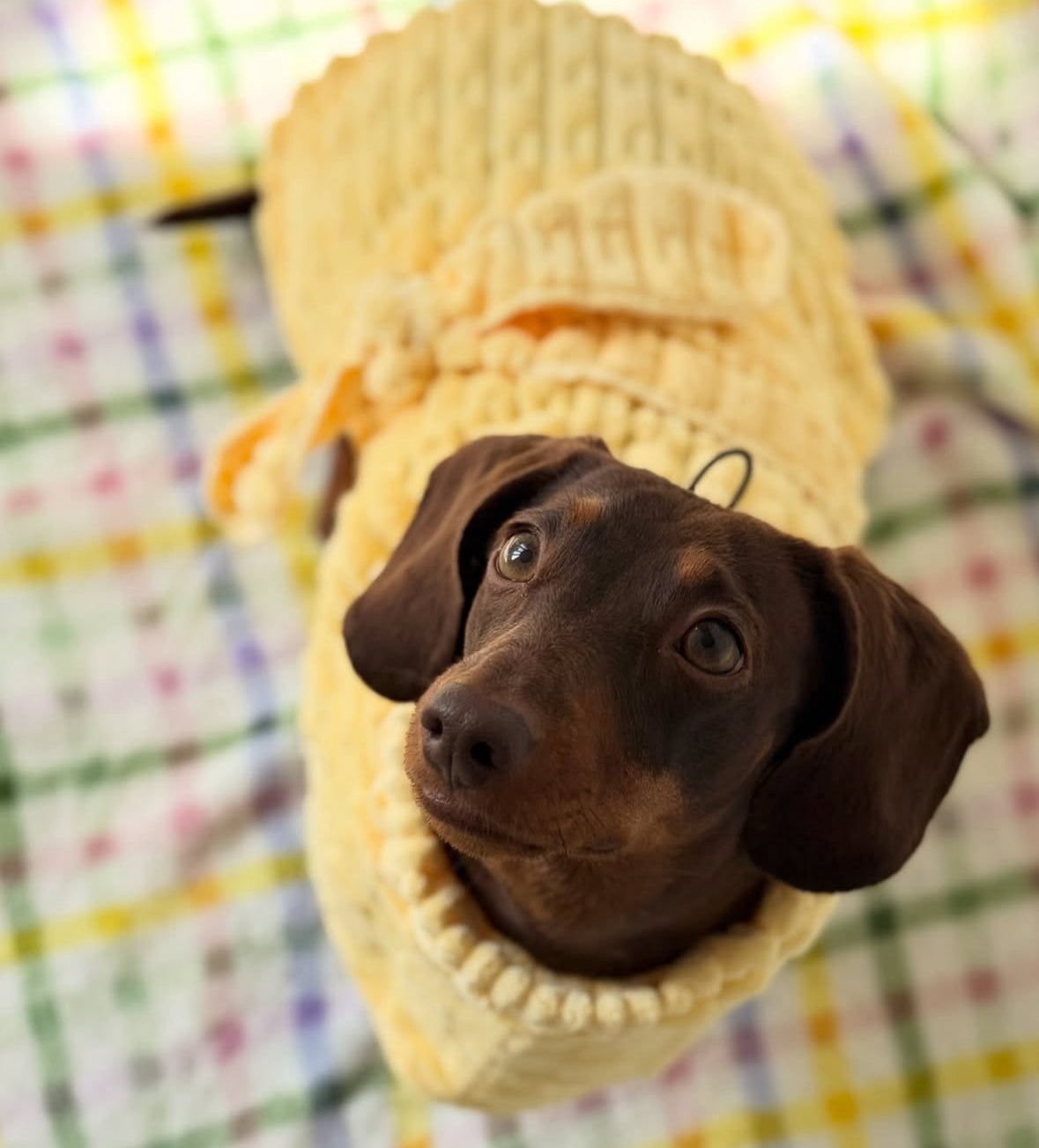 The Beach Club Drying Dog Robe - Yellow
