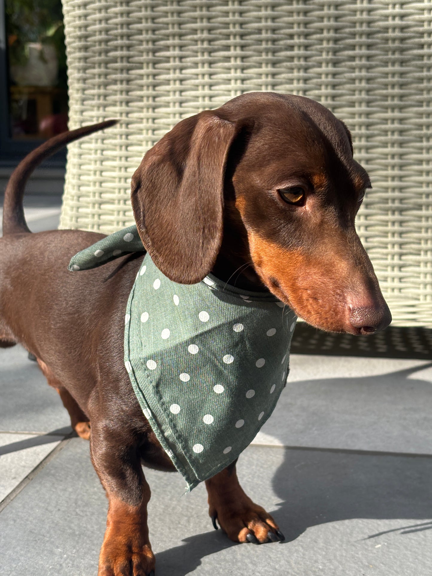 Sage Spot Bandana