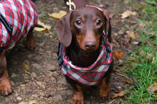 2025 Heritage Tartan Dachshund Harness Coat